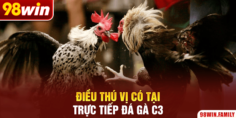 Điều thú vị có tại trực tiếp đá gà C3