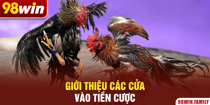 Giới thiệu các cửa vào tiền cược