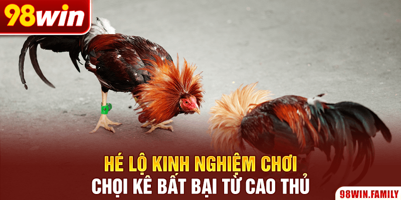 Hé lộ kinh nghiệm chơi chọi kê bất bại từ cao thủ