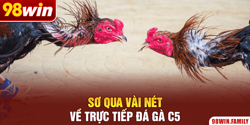 Sơ qua vài nét về trực tiếp đá gà C5