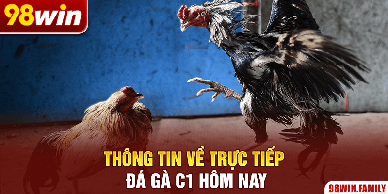 Thông tin về trực tiếp đá gà C1 hôm nay
