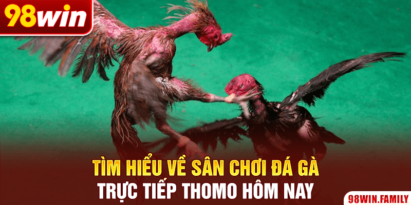 Tìm hiểu về sân chơi đá gà trực tiếp Thomo hôm nay
