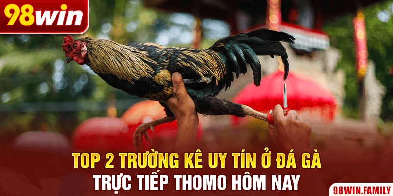 Top 2 trường kê uy tín ở đá gà trực tiếp Thomo hôm nay