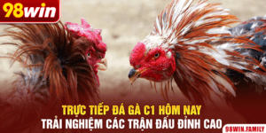 Trực Tiếp Đá Gà C1 Hôm Nay | Trải Nghiệm Các Trận Đấu Đỉnh Cao