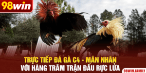 Trực Tiếp Đá Gà C4 - Mãn Nhãn Với Hàng Trăm Trận Đấu Rực Lửa