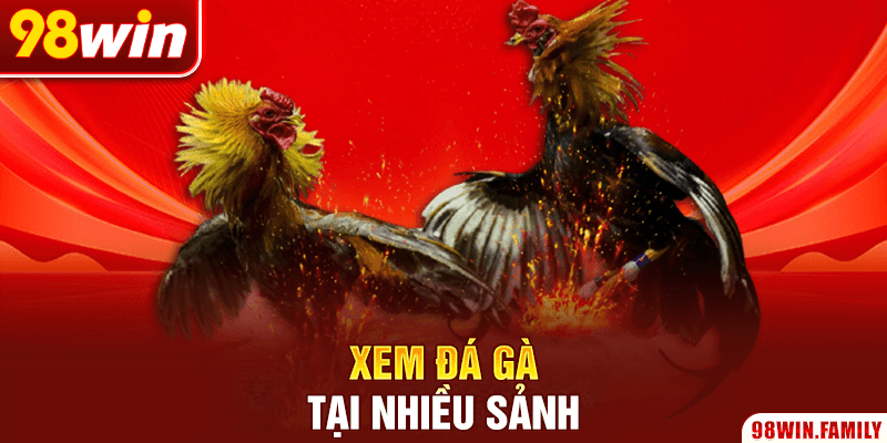 Xem đá gà tại nhiều sảnh
